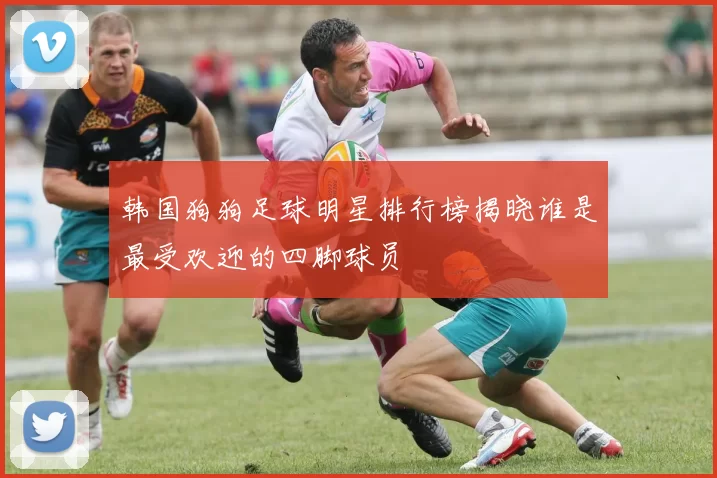 韩国狗狗足球明星排行榜揭晓谁是最受欢迎的四脚球员