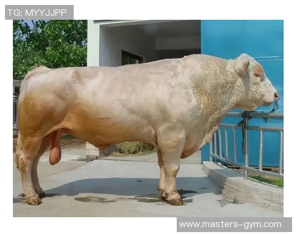 公牛象征勇气与力量探索：从古代神话到现代文化中的公牛形象解析