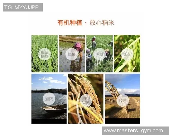 大米的营养价值与全球粮食安全：从种植到餐桌的全方位探索